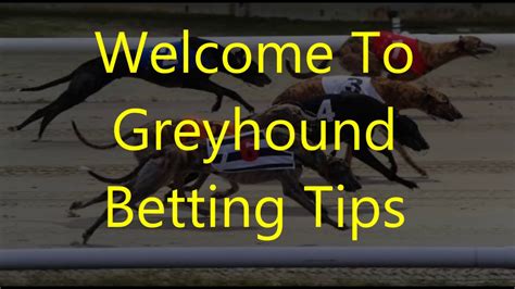 greyhound racing tips free|Greyhound Racing Betting Tips .